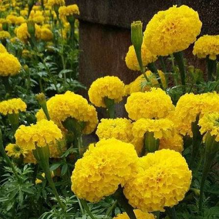 F2 Tagetes Double Dwarf Yellow Marigold Flower Seeds with bright yellow double blooms