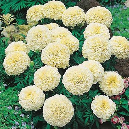 F2 Tagetes Double Dwarf White Marigold Flower Seeds with white double blooms