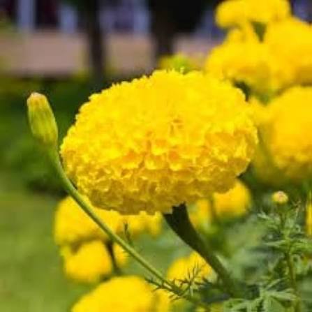 F2 Tagetes Double Dwarf Yellow Marigold Flower Seeds with bright yellow double blooms