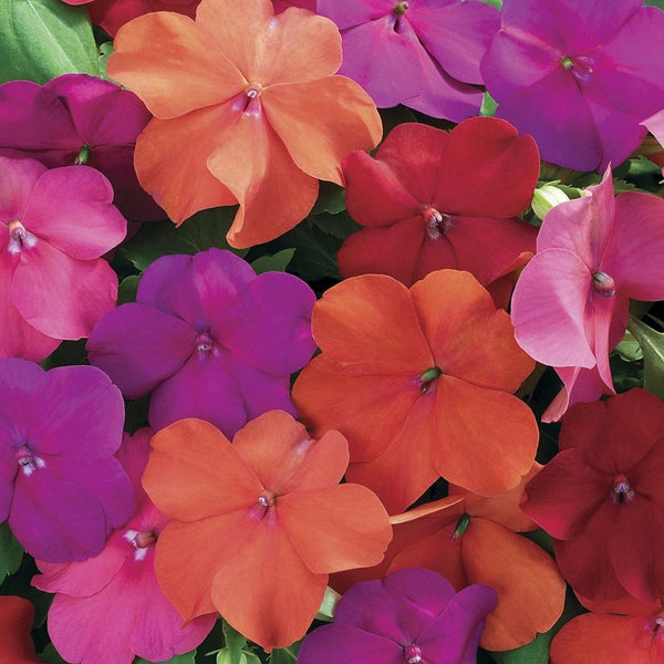 Mixed color impatiens flowers with pink, purple, red, and orange blooms growing in a lush garden