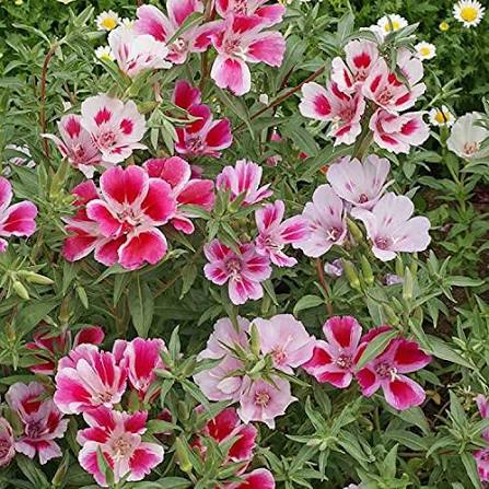 Godetia Azaleaflora Mixed Flower Seeds for Planting – Colorful Garden Blooms