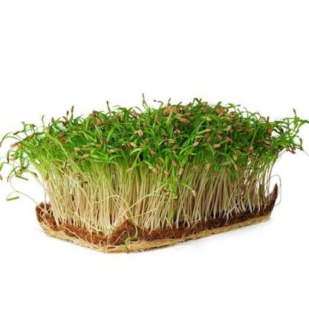 Florence Fennel Herb Microgreen Seeds with delicate feathery green fennel microgreens