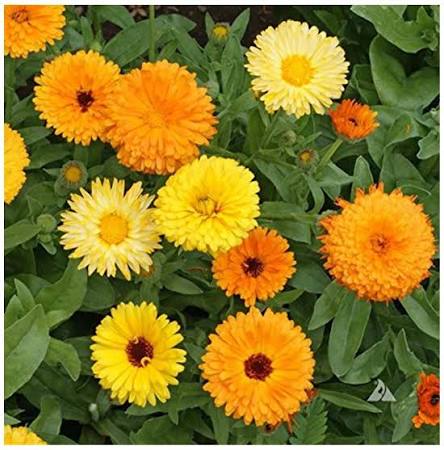 Calendula officinalis Fiesta Gitana Mixed Pot Marigold flower seeds