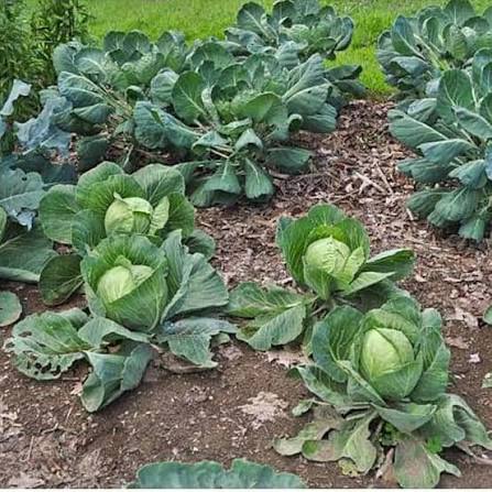 Flat Cabbage Seeds – TEMP Variety for planting and growing fresh cabbage