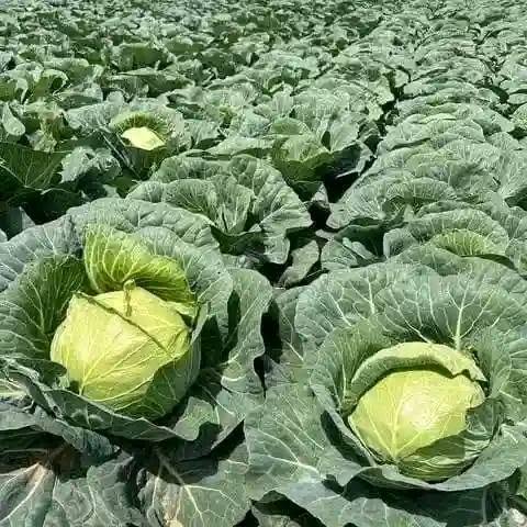 Flat Cabbage Seeds – TEMP Variety for planting and growing fresh cabbage