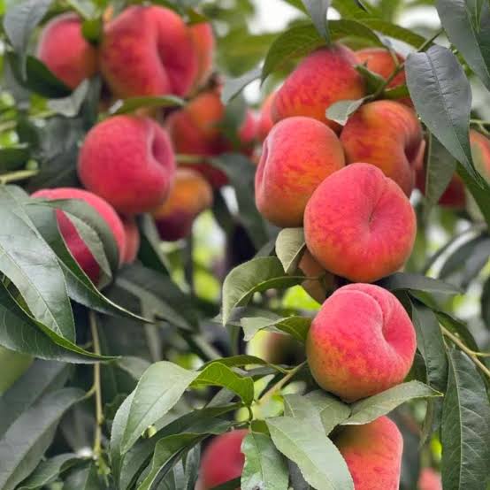 Flat Peach Seeds for growing heirloom sweet donut peach fruit trees
