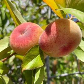 Flat Peach Seeds for growing heirloom sweet donut peach fruit trees
