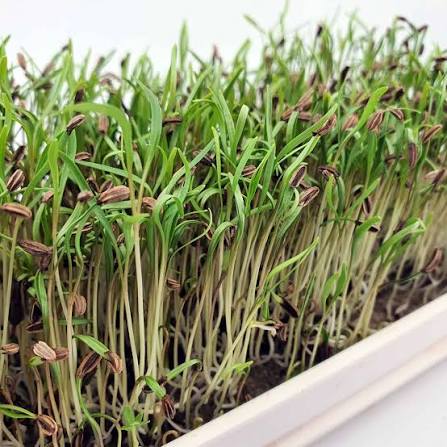 Florence Fennel Herb Microgreen Seeds with delicate feathery green fennel microgreens