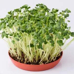 Florence Fennel Herb Microgreen Seeds with delicate feathery green fennel microgreens