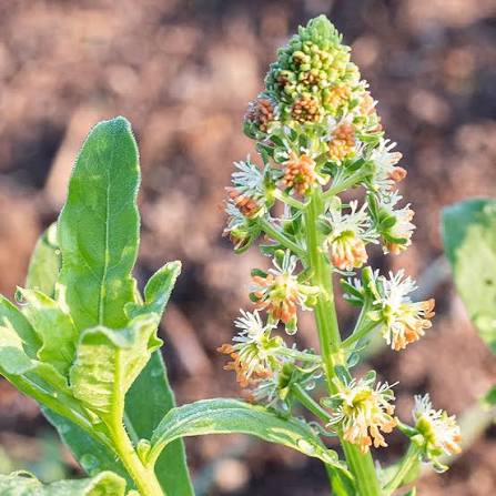 Mignonette Reseda Odorata fragrant flower seeds with delicate scented blooms
