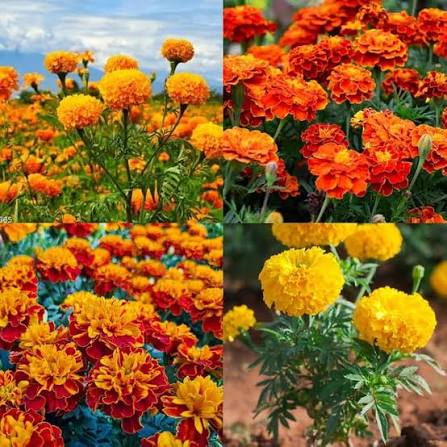 French Gulzafri Mix Marigold flower seeds for planting