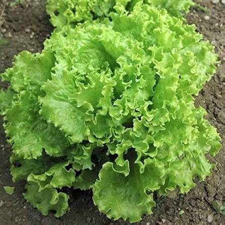 Lettuce Sativa Batavia Vegetable Microgreen Seeds with fresh green lettuce microgreens