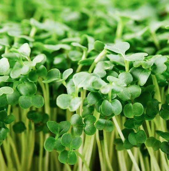 Broccoli vegetable microgreen seeds for growing fresh green microgreens at home