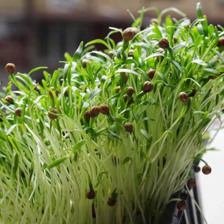 Coriander herb microgreen seeds for growing fresh aromatic green microgreens