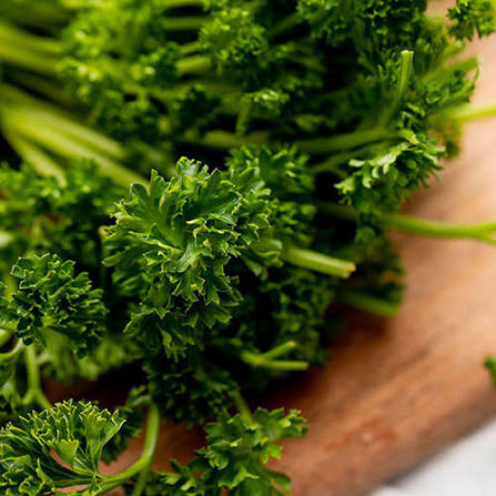 Parsley Curled Herb Microgreen Seeds with delicate curly green parsley microgreens