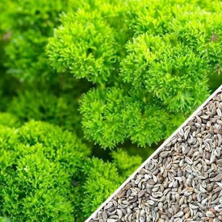 Parsley Curled Herb Microgreen Seeds with delicate curly green parsley microgreens