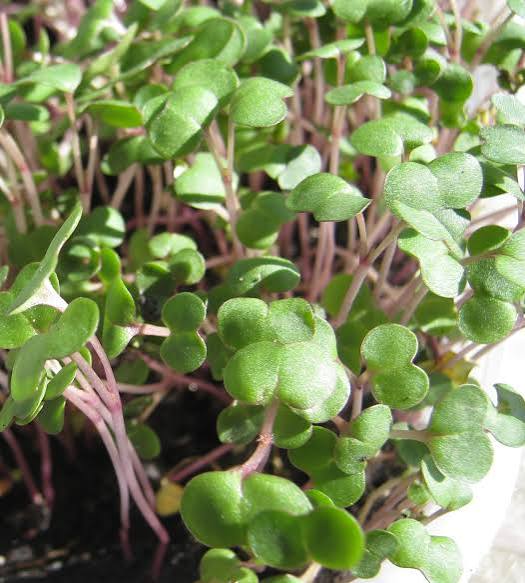 Curly Kale Herb Microgreen Seeds for planting with fresh green kale microgreens