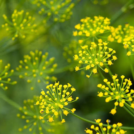 Dill Anethum Graveolens Herb Microgreen Seeds with fresh feathery green dill microgreens