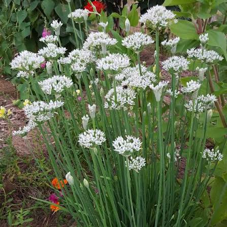 Garlic Chives Herb Microgreen Seeds with slender fresh green garlic chive microgreens