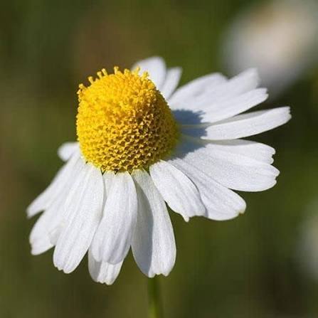 German Chamomile Herb Microgreen Seeds with delicate feathery green chamomile microgreens