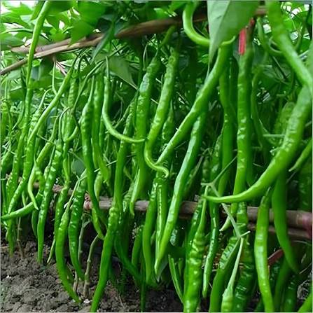 Long Green Chili Pepper Seeds – Fresh Garden Chili Variety