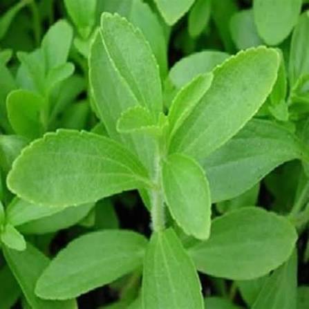 Oregano Herb Microgreen Seeds with delicate fresh green oregano microgreens