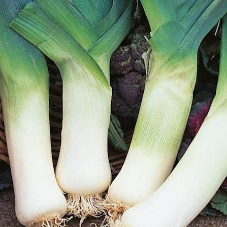 Oriental Leek Vegetable Microgreen Seeds with slender fresh green leek microgreens