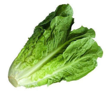 Lettuce Sativa Romaine Vegetable Microgreen Seeds with fresh elongated green romaine lettuce microgreens
