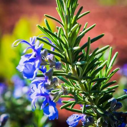 Rosemary herb microgreen seeds for growing fresh aromatic green rosemary foliage