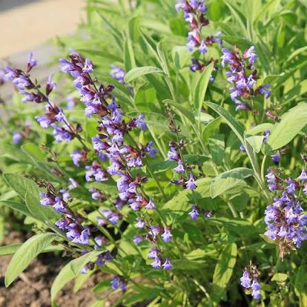 Sage Broad Leaved herb microgreen seeds for growing fresh aromatic broad green sage leaves