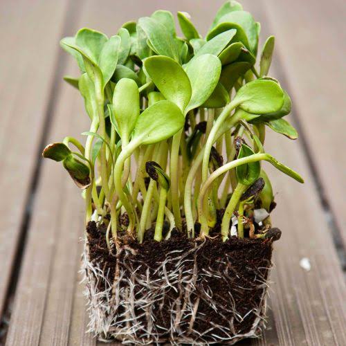 Sunflower vegetable microgreen seeds for growing fresh tender green sunflower shoots