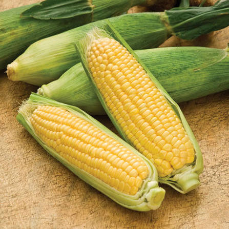 Sweet Corn Seeds – Fresh Home Garden Vegetable Variety