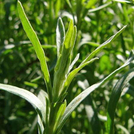 Tarragon Artemisia Dracunculus herb microgreen seeds for growing fresh aromatic green leaves