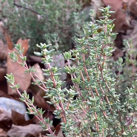 Thyme English Winter herb microgreen seeds for growing fresh aromatic green thyme leaves