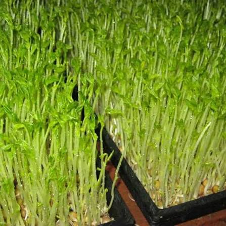Watercress vegetable microgreen seeds for growing fresh tender green peppery leaves