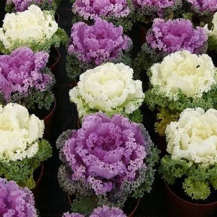 Fringed Leaved Mixed Ornamental Kale seeds for planting