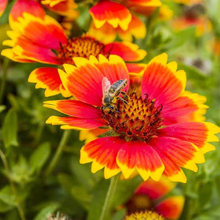 Gaillardia Aristata Mixed Blanket Flower seeds for planting