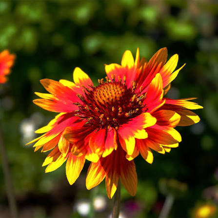 Gaillardia Aristata Mixed Blanket Flower seeds for planting