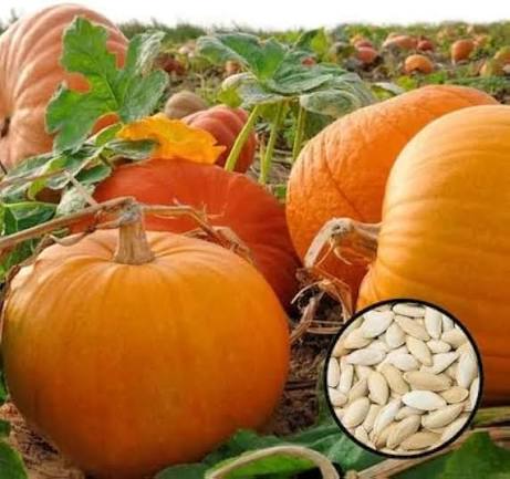 Pumpkin Seeds – Garden Vegetable Variety for Home Vegetable Growing