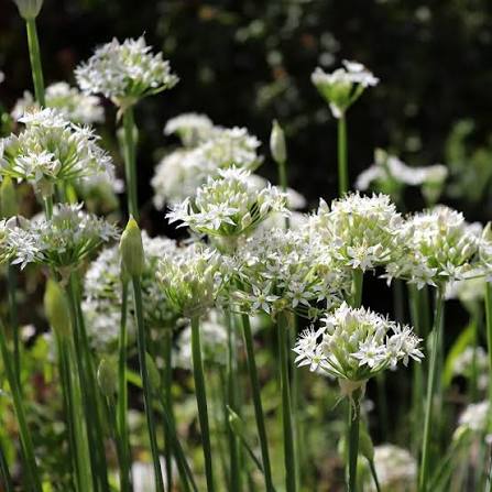 Garlic Chives Herb Microgreen Seeds with slender fresh green garlic chive microgreens