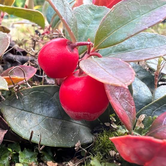Creeping Wintergreen Seeds for growing Gaultheria procumbens evergreen teaberry shade groundcover