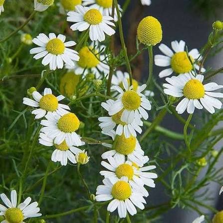 German Chamomile Herb Microgreen Seeds with delicate feathery green chamomile microgreens