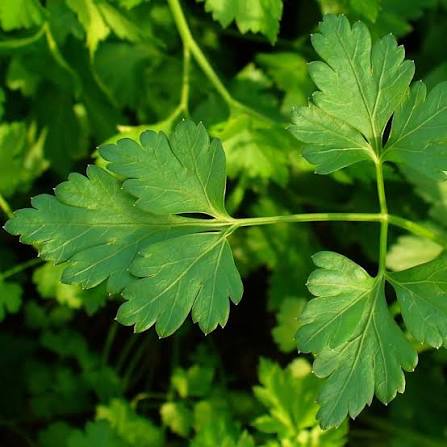 Parsley Gigante D'Italia flat leaf herb microgreen seeds for growing fresh Italian parsley