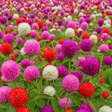 Gomphrena Globosa Choice Mixed Flower Seeds for Planting – Globe Amaranth