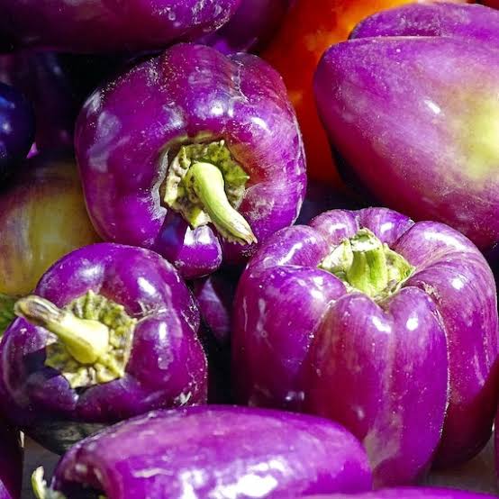 Golden Wonderberry Seeds for growing Solanum villosum aureum golden berry plants
