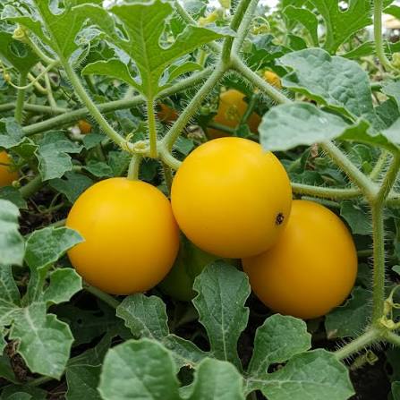 Golden Midget Watermelon Seeds for growing heirloom golden rind watermelons