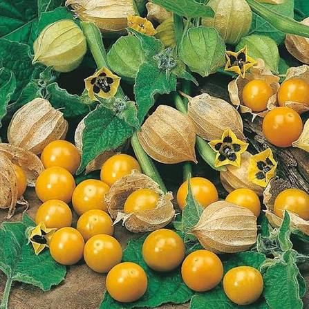 Golden Wonderberry Seeds for growing Solanum villosum aureum golden berry plants