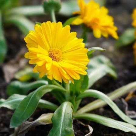 Calendula officinalis Ball's Yellow Pot Marigold flower seeds