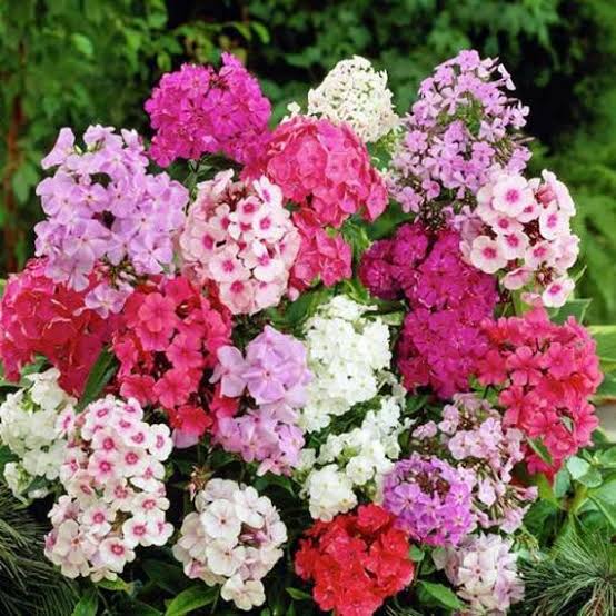Annual Phlox Phlox Drummondii Grandiflora Silver Blossom flower seeds