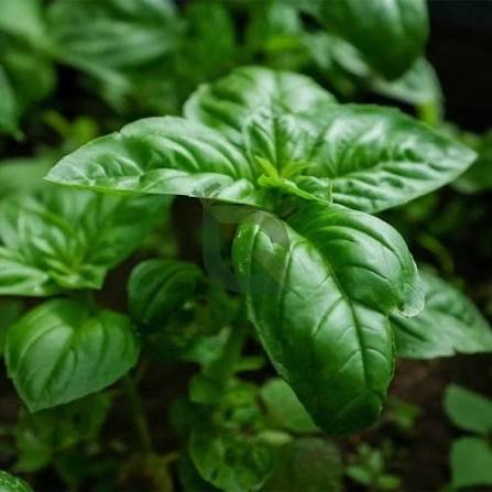 Basil Verred Green herb microgreen seeds for growing fresh basil greens